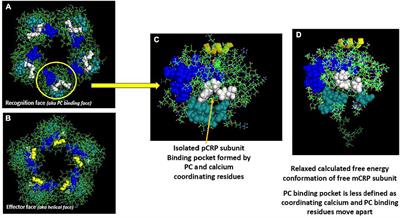 Relevance of lipoproteins, membranes, and extracellular vesicles in understanding C-reactive protein biochemical structure and biological activities